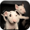 Bull Terrier Puzzle Game