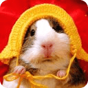 Funny Hamster HD Wallpaper
