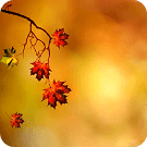 Autumn Branch Live Wallpaper