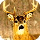 deer shooters hunter 2014