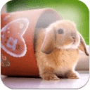 Slide-Puzzle: Bunny Rabbit