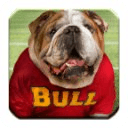 Bulldog - HD Wallpapers