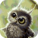 Funny Little Owl Live Wallpaper