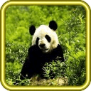 Panda Sounds HD Live Wallpaper