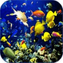 Sea Life Video Wallpapers