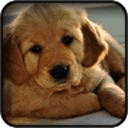 Labrador Retriever Wallpapers