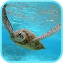 Sea Turtle HD. Wallpaper