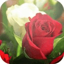 Rose Flower Wallpapers