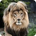 Regal Lions Gallery Wallpapers