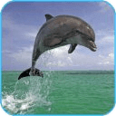 Dolphin 3d. Video Wallpaper