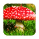 Magic Mushrooms LWP by Rocking