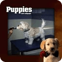 Puppies Games Live Wallpaper