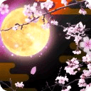 Cherry Blossoms at Night Trial