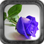 Blue Roses Live Wallpaper