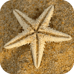 Sea Star Live Wallpaper