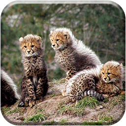 Cheetah Live Wallpaper