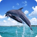 Dolphin Diving live wallpaper