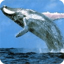 Humpback Whale live wallpaper