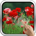 Galaxy Interactive Red Poppies