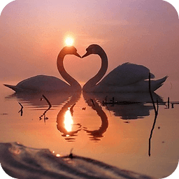 Swans at sunset Live Wallpaper