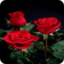 Red Stem Roses Live Wallpaper