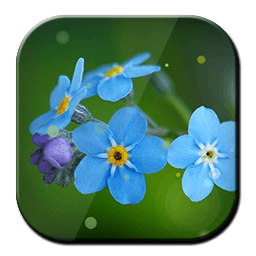 Xperia Blue Flowers LWP
