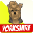 Yorkshire Terrier Dogs