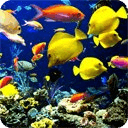 Aquarium 3 live wallpaper