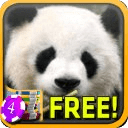 3D Panda Slots - Free