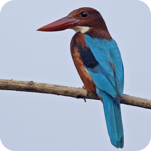 Kingfisher