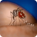 Prevent dengue fever