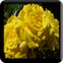 Yellow Rose LWP