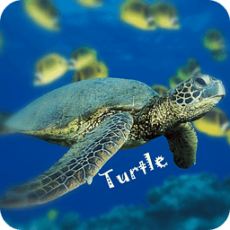 Turtle Wallpaper