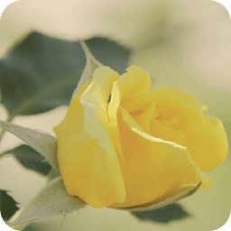 Soft Yellow Rose Ripples Live Wallpaper