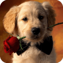 Dog HD Live Wallpaper Animals