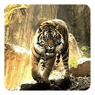 Tigers Live Wallpaper