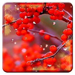 Red Autumn HD Live Wallpapers