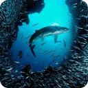 Shark Danger 3D Live Wallpaper