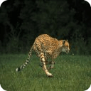 Cheetah HD Live Wallpaper Free