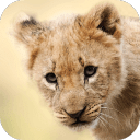 Baby Animal Wallpapers