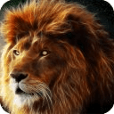 Lion HD Live Wallpaper