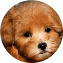 Maltipoo Cute Dog Wallpapers