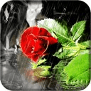 Rose And Rain Romantic HD LWP