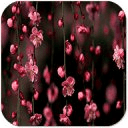 Sakura Blossom Live Wallpaper
