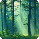 绿雾森林 Green Foggy Forest