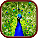 Peacock Live Wallpaper