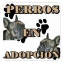 Adoptar animales y mascotas