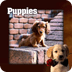 Puppy Vacations Live Wallpaper