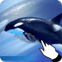 Amazing Touch Orca