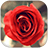Red Rose Flower Locker Theme